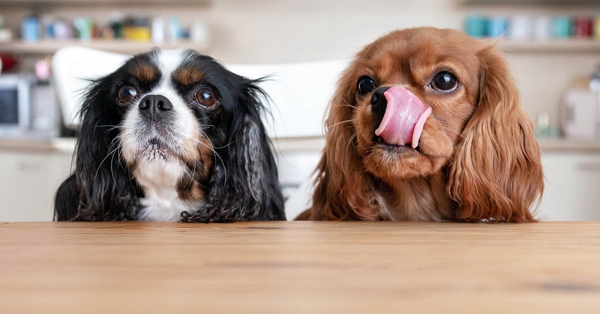 I cani possono mangiare l’anguilla?