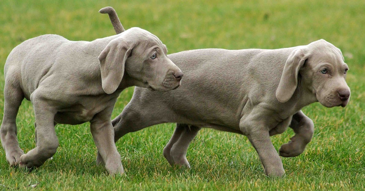 cuccioli di cane corrono