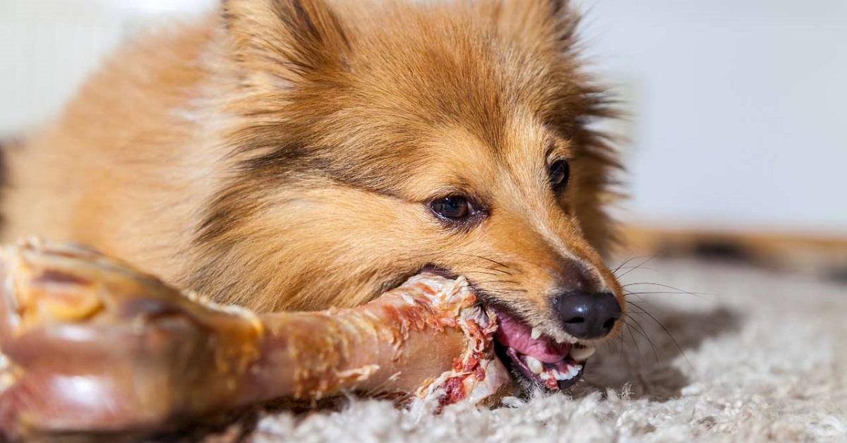 cane mangia osso