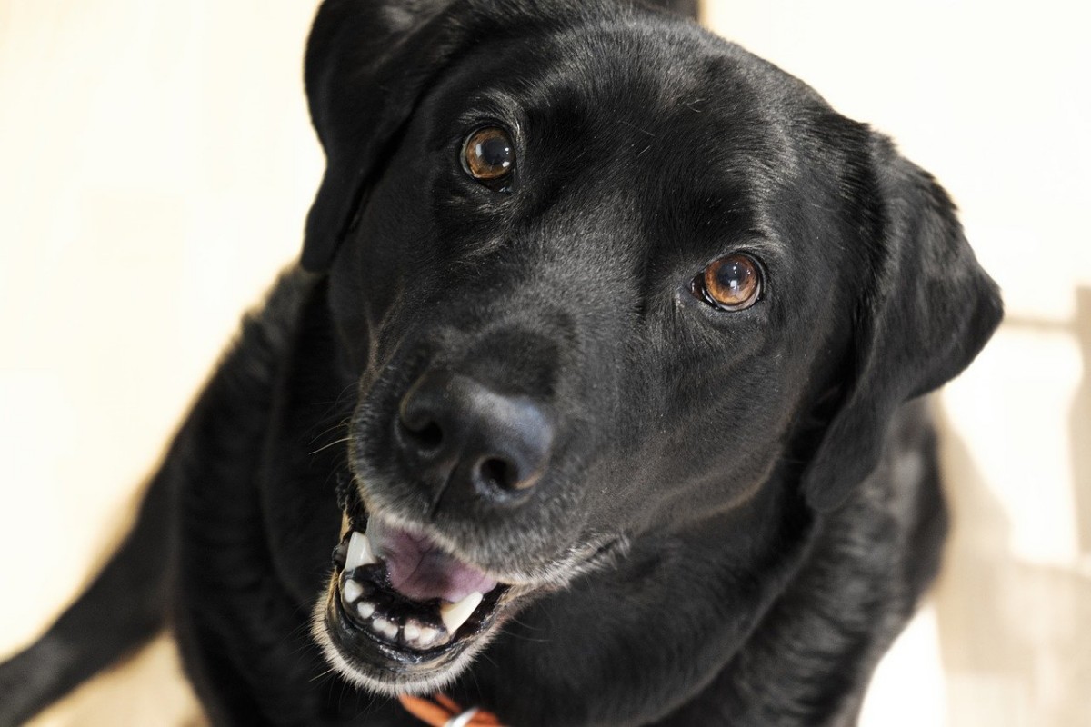 labrador nero con gli occhi marroni