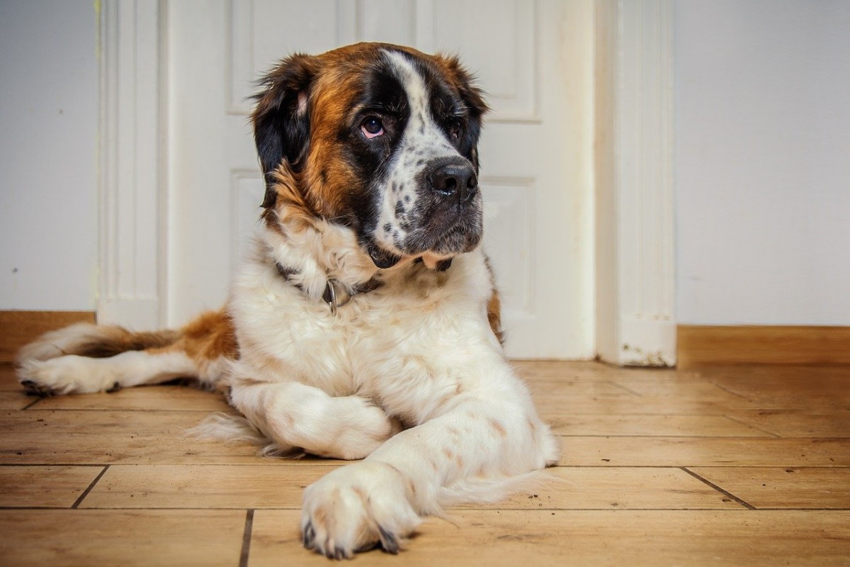 cane san bernardo in casa