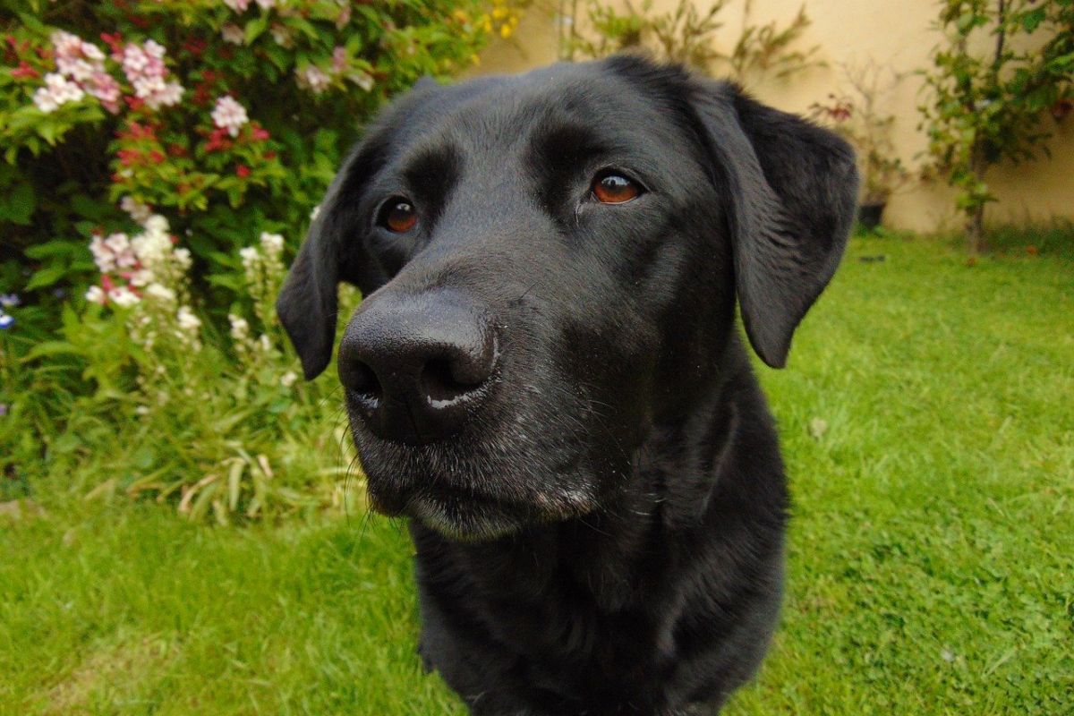 labrador nero in giardino