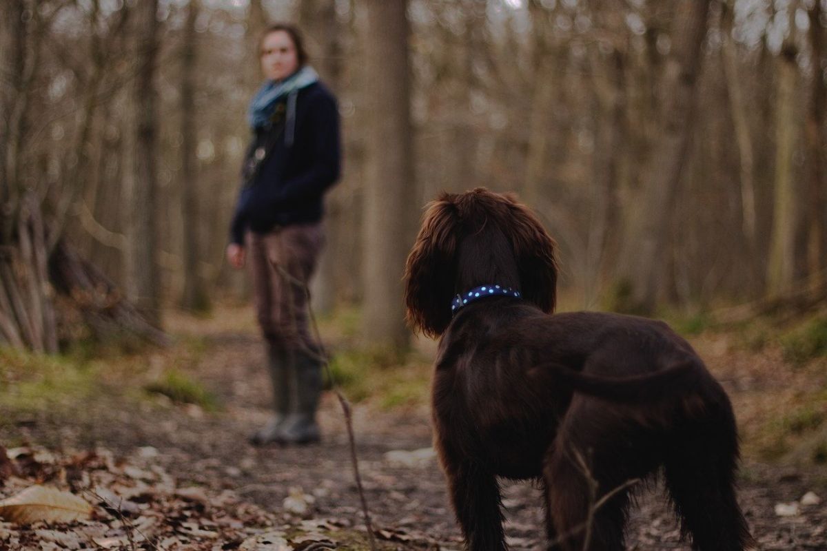 cane che guarda una persona da lontano