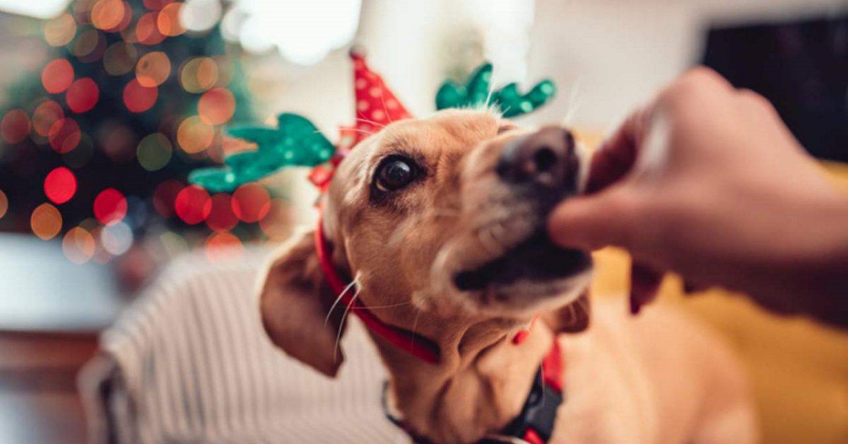 I cani possono mangiare i babà?