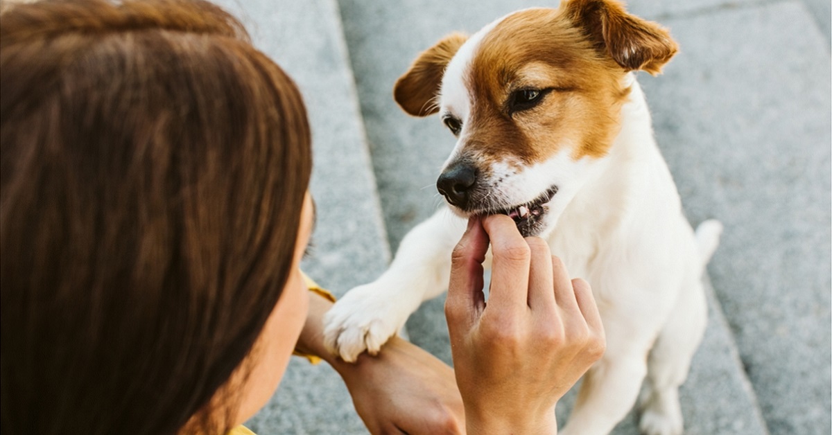 cane fa spuntino