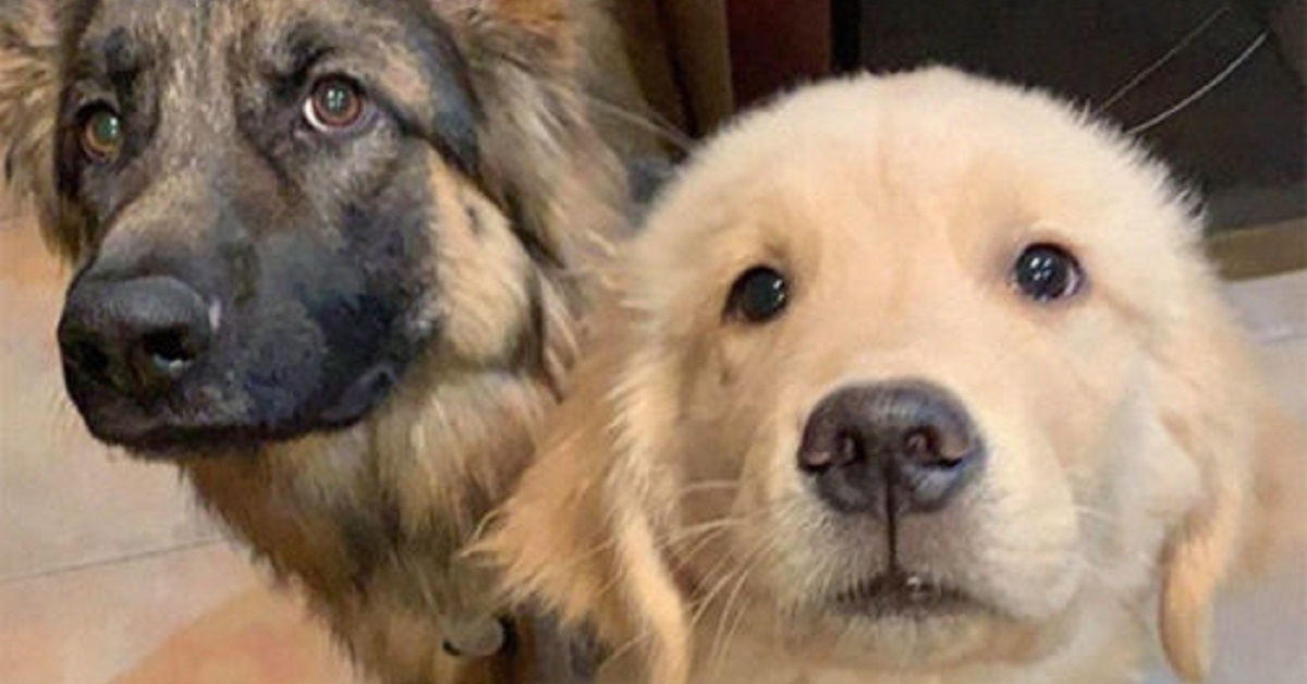 I due cani sanno come salvare il proprietario che finge uno svenimento