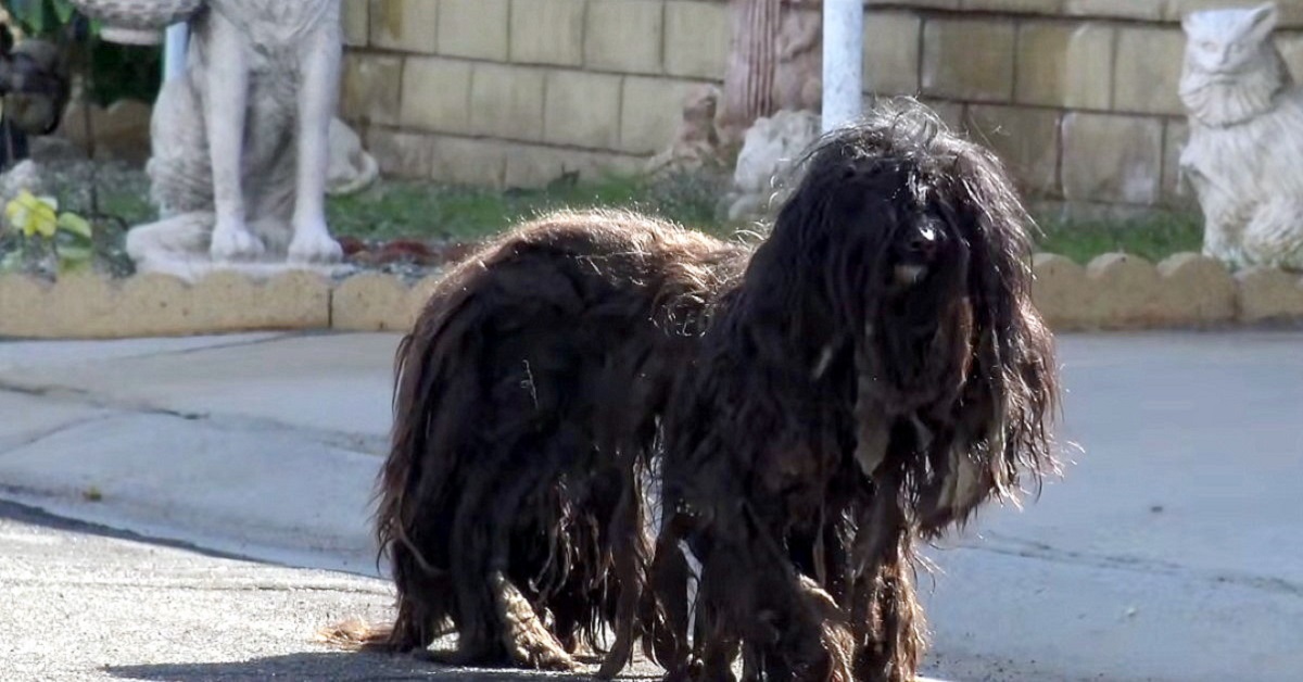 Il cane randagio con il pelo estremamente sporco ed arruffato viene salvato
