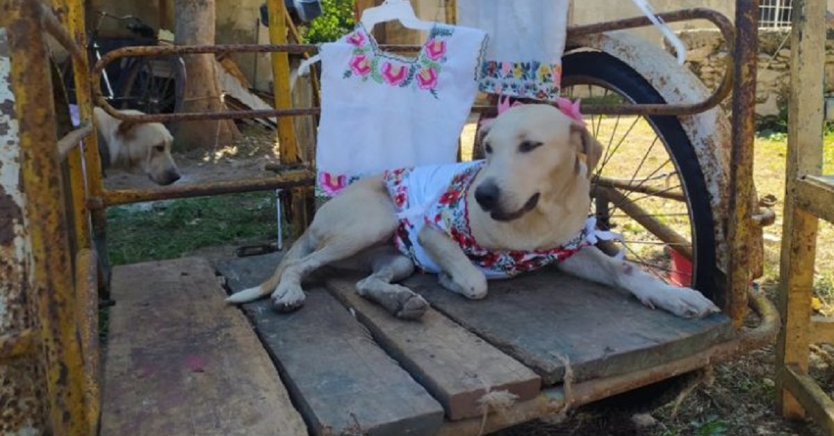 Il cane randagio vaga per le strade indossando un abito tradizionale