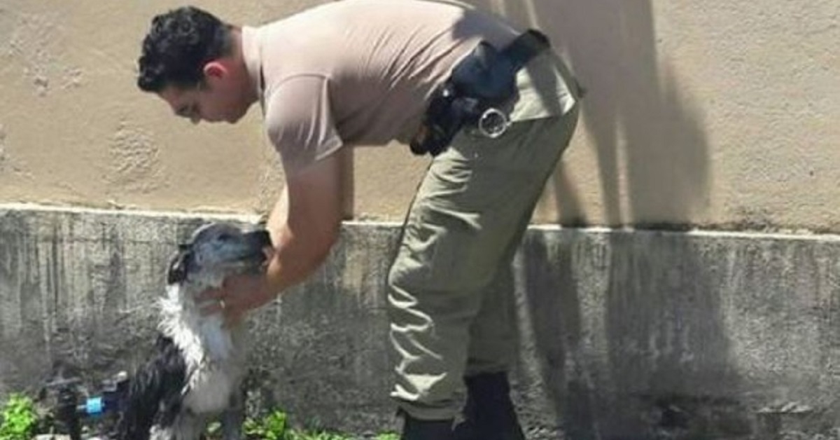 Il cane sta morendo a causa del caldo soffocante, un agente lo salva