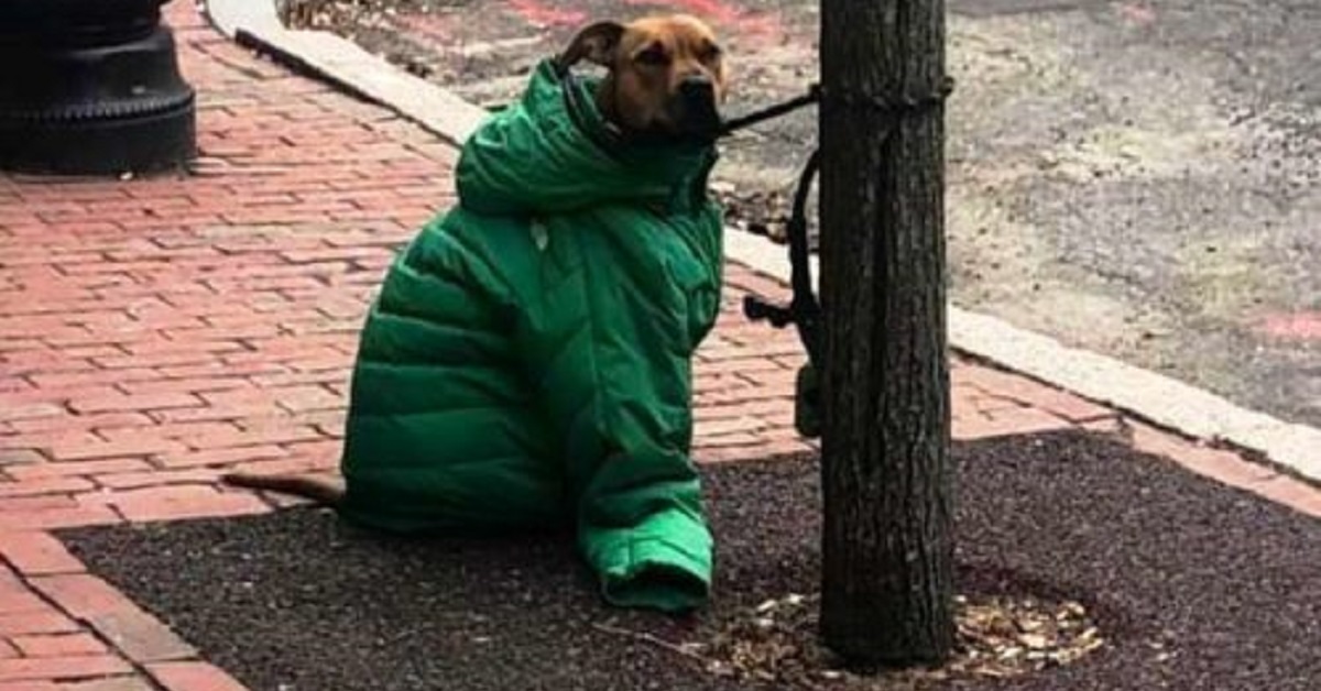 Il cucciolo ha molto freddo perciò la donna offre la sua giacca per scaldarlo