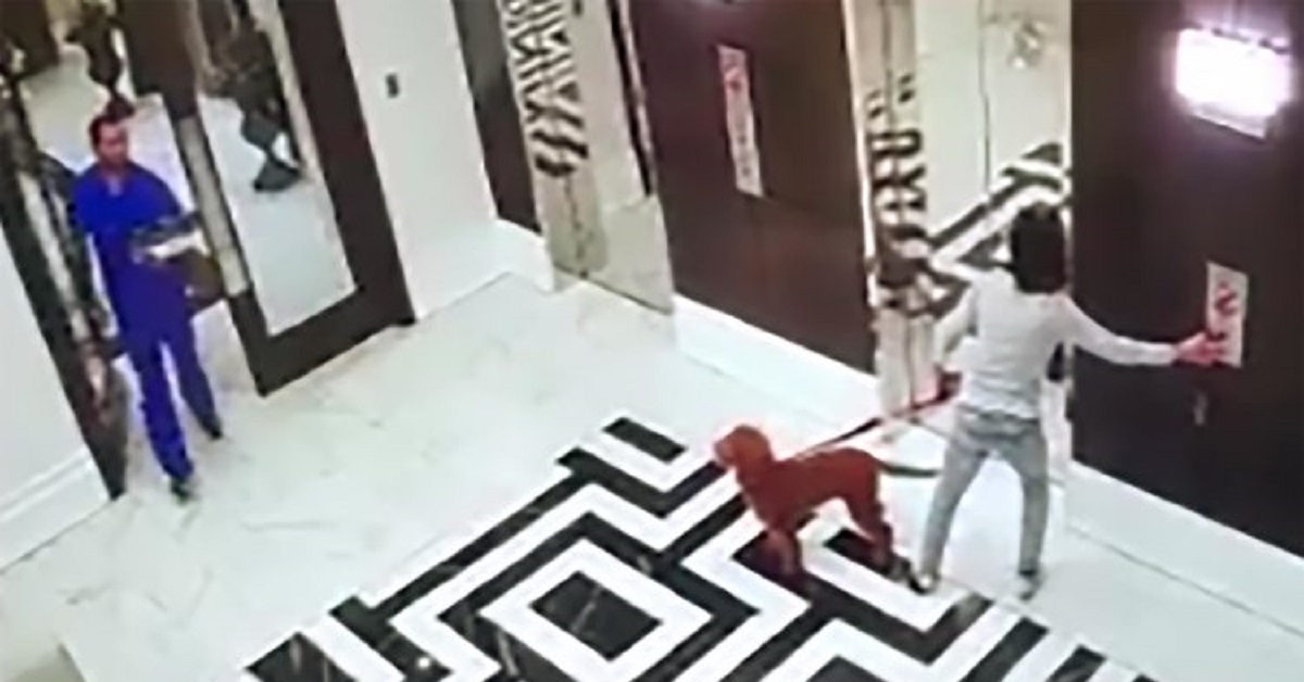 Il cucciolo viene salvato prima di soffocare a causa di un ascensore