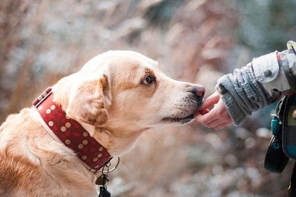 cane che mangia da mano umana