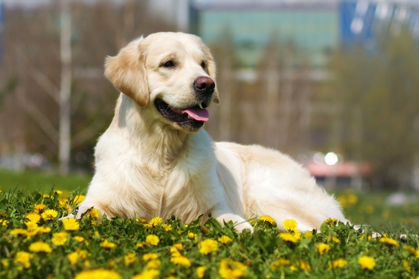 cane in prato fiorito