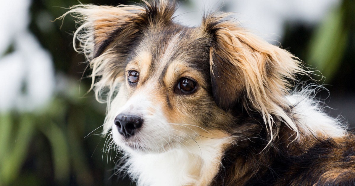 Infertilità nel cane maschio: tutto quello che bisogna sapere