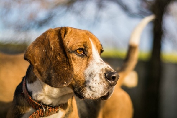 cane beagle