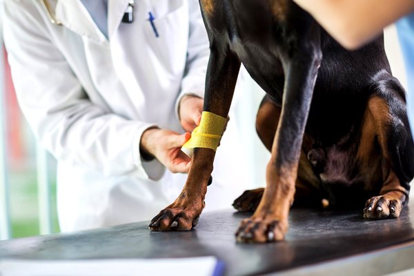 cura della zampa del cane