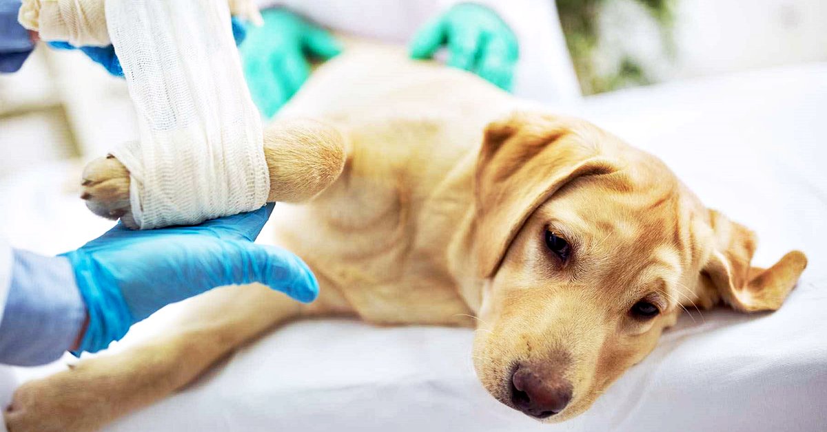 Infezione ossea nel cane: tutto quello che bisogna sapere