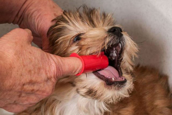 denti del cane