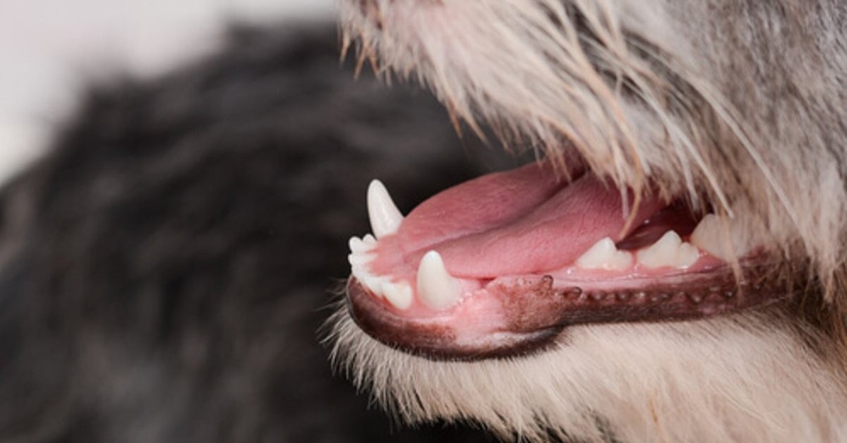 Infiammazione della bocca del cane: cause, sintomi e cosa fare