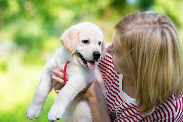 cucciolo di cane