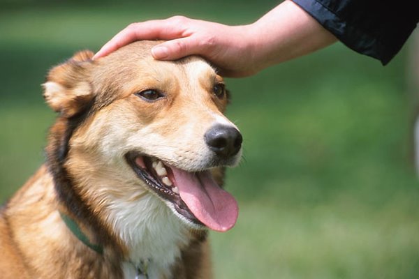 accarezzare il cane