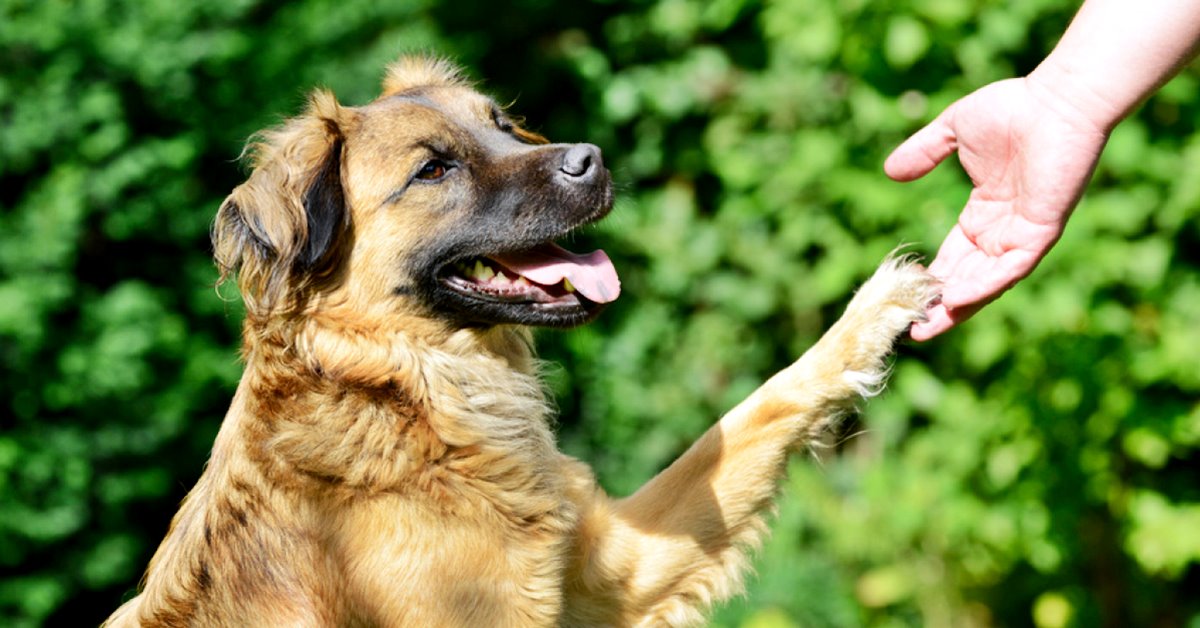 Come insegnare al cane a chiedere il permesso