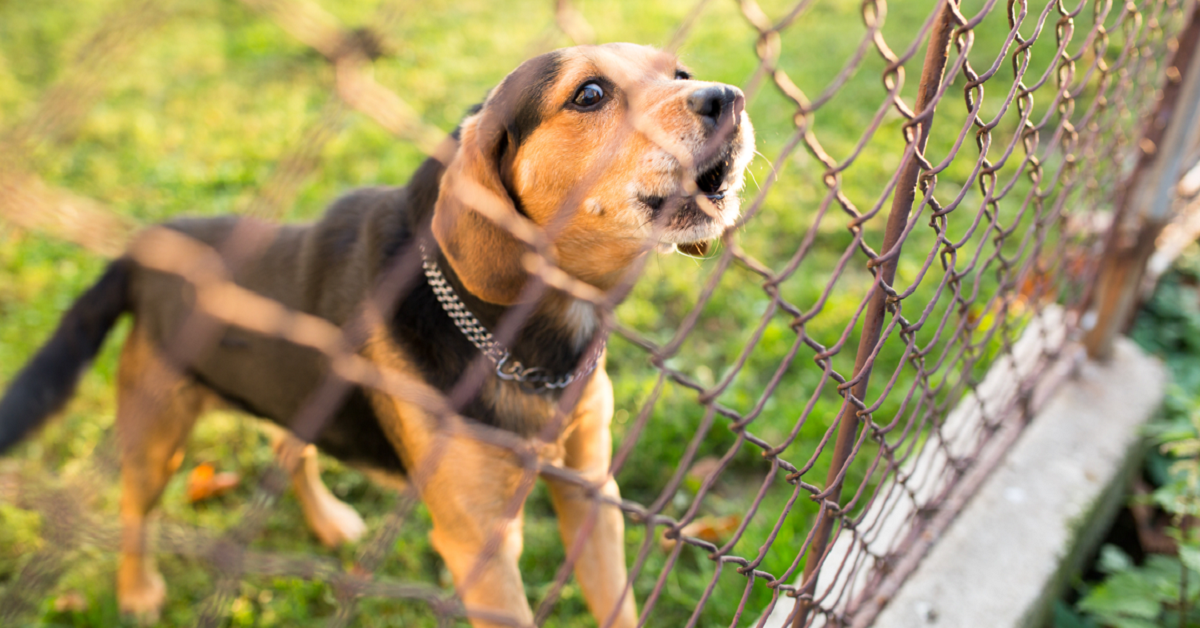 Come insegnare al cane a essere meno territoriale