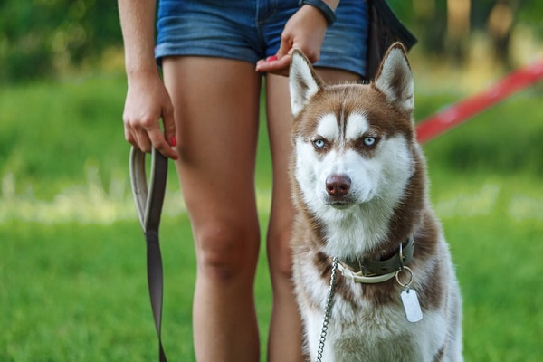 cane husky