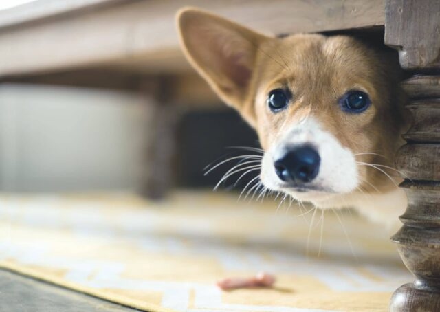Come insegnare al cane a fare pace con un oggetto