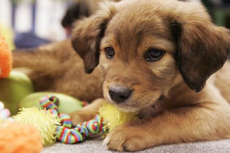 cucciolo di cane e giocattolo