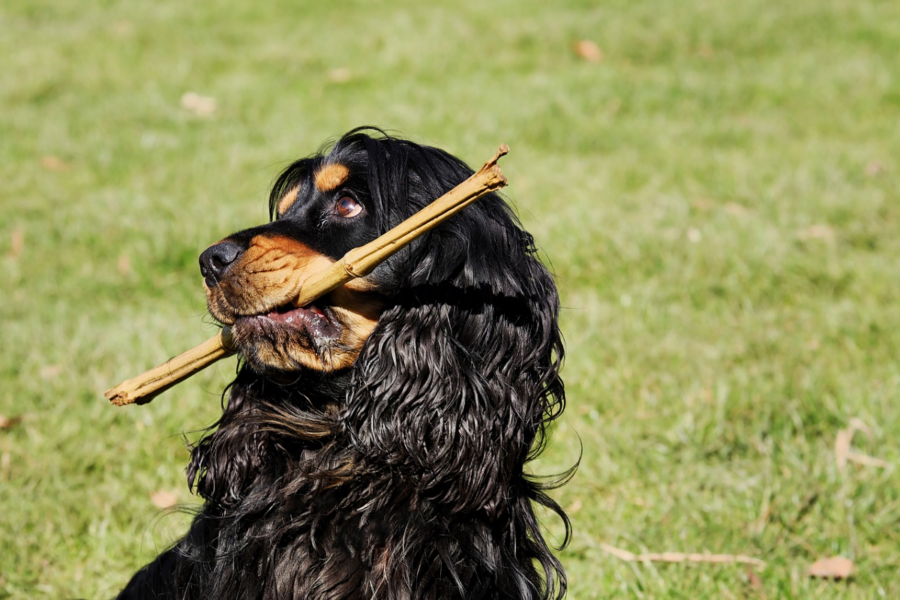 cane gioca con un legnette