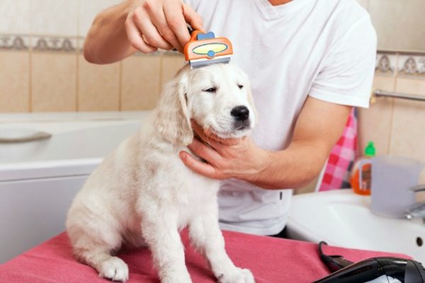 spazzolare il pelo del cane