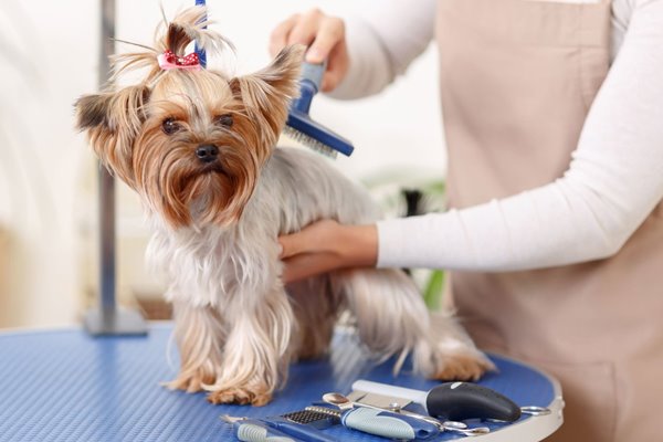 spazzolare un cane piccolo