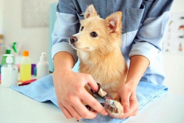 tagliare le unghie al cane