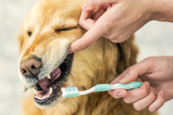 lavare i denti al cane