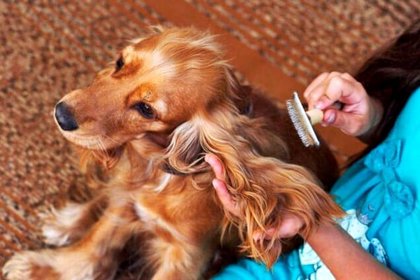 spazzolare il pelo del cane