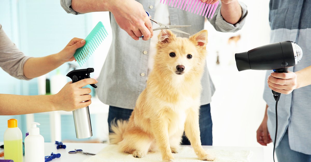 Come insegnare al cane a farsi toelettare