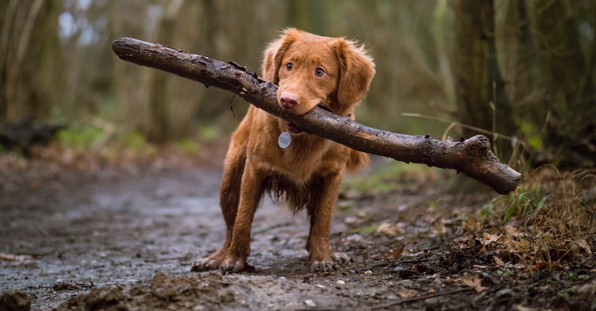 cane con bastone