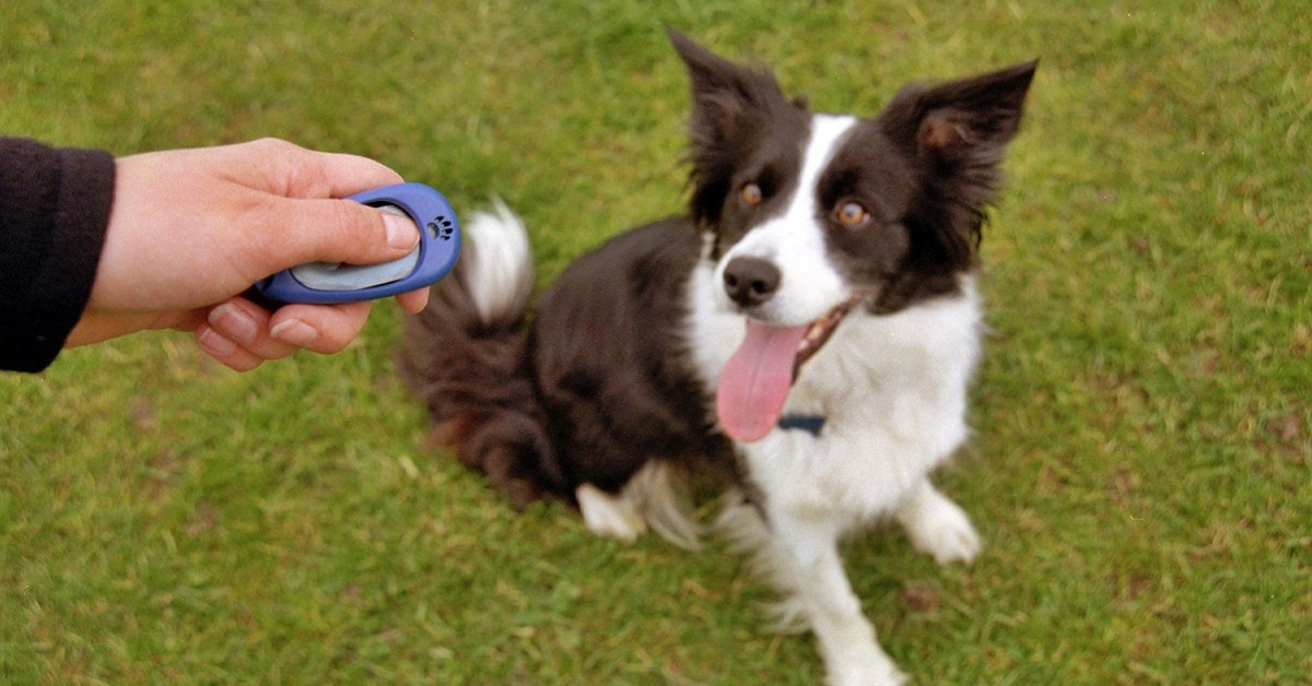 clicker per cane