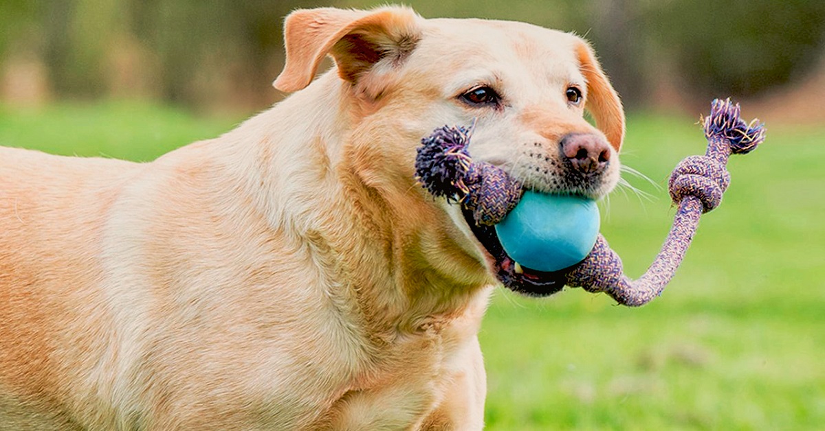 cane con  gioco in bocca