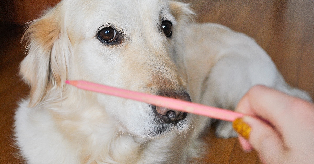 cane guarda oggetto