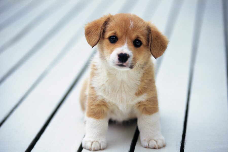 cucciolo di cane sul portico