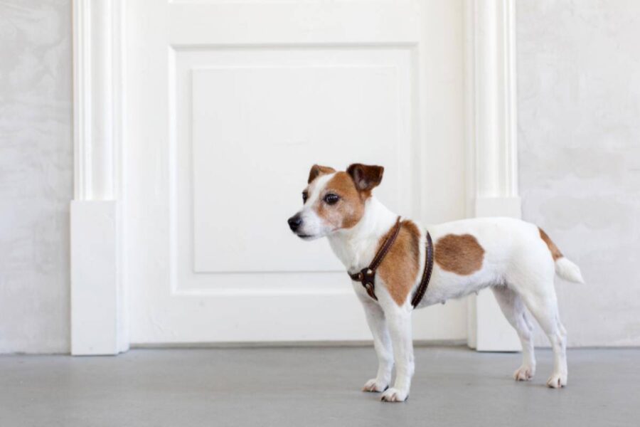 cane davanti alla porta chiusa