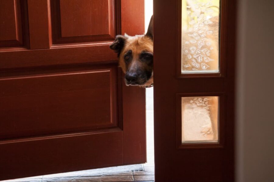 cane davanti alla porta di ingresso