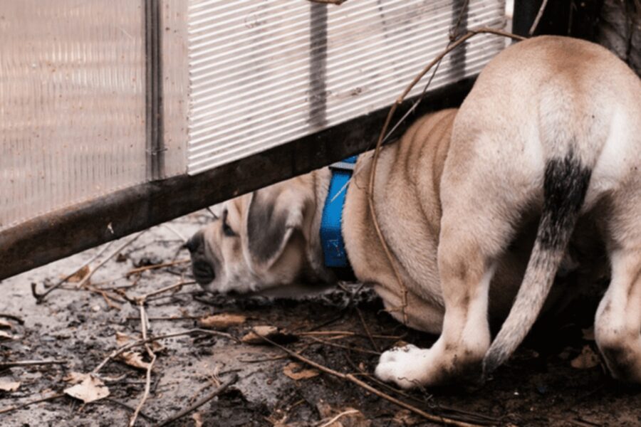 cane cerca di passare sotto cancello