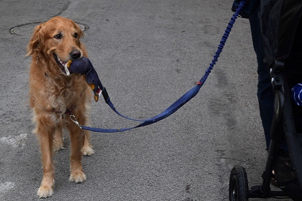 cane al guinzaglio vicino a passeggino