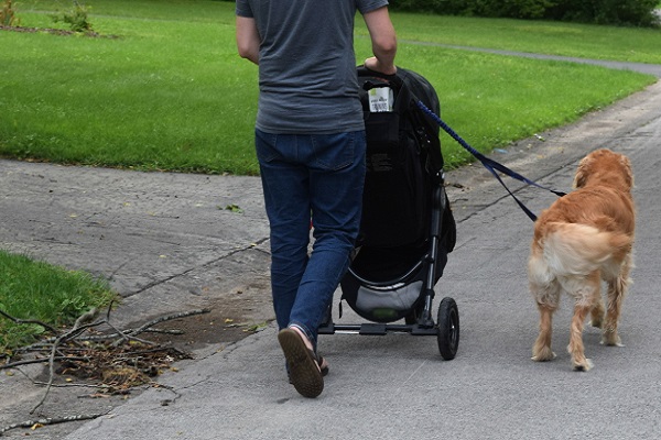 cane accanto a passeggino