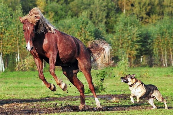 cane che insegue un cavallo