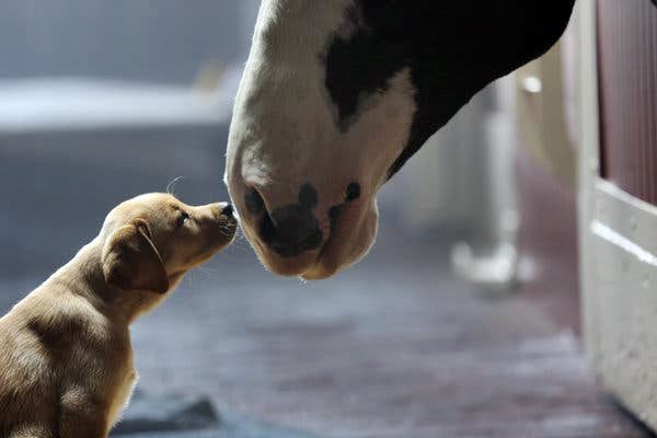 cucciolo che bacia un cavallo