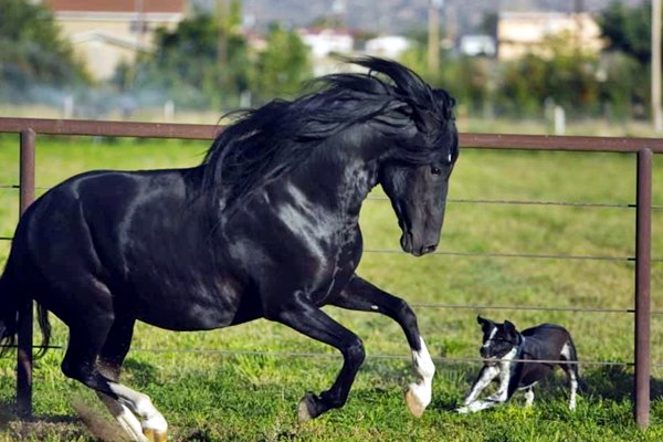 recinto di sicurezza per cane e cavallo